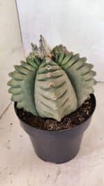 MATRIZ ASTROPHYTUM cv KIKKO Nº 1097 – vaso 17 - Imagem 8