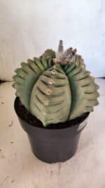 MATRIZ ASTROPHYTUM cv KIKKO Nº 1097 – vaso 17 - Imagem 6