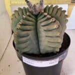 MATRIZ ASTROPHYTUM cv KIKKO Nº 1097 – vaso 17