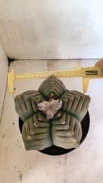 MATRIZ ASTROPHYTUM cv KIKKO Nº 1097 – vaso 17 - Imagem 5