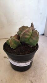 MATRIZ ASTROPHYTUM cv KIKKO "BICÉFALO" Nº 1098 – vaso 15 - Imagem 2