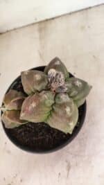 MATRIZ ASTROPHYTUM cv KIKKO "BICÉFALO" Nº 1098 – vaso 15 - Imagem 9