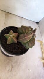 MATRIZ ASTROPHYTUM cv KIKKO "BICÉFALO" Nº 1098 – vaso 15 - Imagem 3