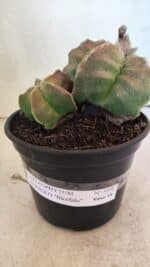 MATRIZ ASTROPHYTUM cv KIKKO "BICÉFALO" Nº 1098 – vaso 15 - Imagem 8