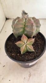 MATRIZ ASTROPHYTUM cv KIKKO "BICÉFALO" Nº 1098 – vaso 15 - Imagem 7