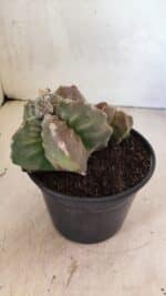 MATRIZ ASTROPHYTUM cv KIKKO "BICÉFALO" Nº 1098 – vaso 15 - Imagem 6