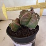 MATRIZ ASTROPHYTUM cv KIKKO "BICÉFALO" Nº 1098 – vaso 15