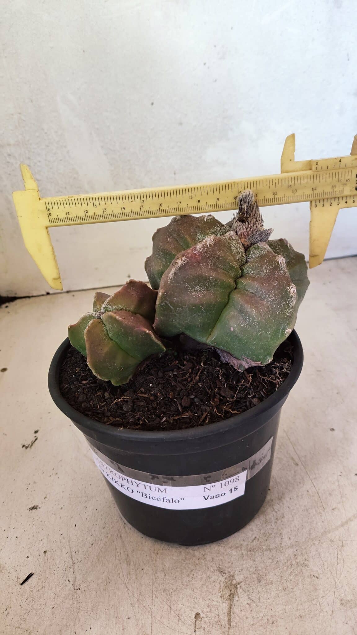KIKKO 1098 (8) MATRIZ ASTROPHYTUM cv KIKKO "BICÉFALO" Nº 1098 – vaso 15 - Imagem 1