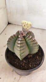 MATRIZ ASTROPHYTUM cv KIKKO Nº 1099 – vaso 15 - Imagem 8