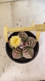 MATRIZ ASTROPHYTUM cv KIKKO Nº 1099 – vaso 15