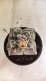 MATRIZ ASTROPHYTUM cv KIKKO "4 Quinas"  Nº 1100 – vaso 15 - Imagem 3