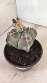MATRIZ ASTROPHYTUM cv KIKKO "4 Quinas"  Nº 1100 – vaso 15 - Imagem 9