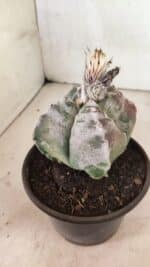 MATRIZ ASTROPHYTUM cv KIKKO "4 Quinas"  Nº 1100 – vaso 15 - Imagem 7