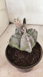 MATRIZ ASTROPHYTUM cv KIKKO "4 Quinas"  Nº 1100 – vaso 15 - Imagem 6