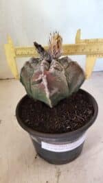MATRIZ ASTROPHYTUM cv KIKKO "4 Quinas"  Nº 1100 – vaso 15 - Imagem 4