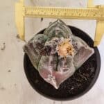 MATRIZ ASTROPHYTUM cv KIKKO "4 Quinas"  Nº 1100 – vaso 15