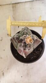 MATRIZ ASTROPHYTUM cv KIKKO "4 Quinas"  Nº 1100 – vaso 15