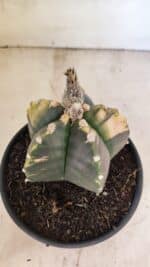 MATRIZ ASTROPHYTUM cv KIKKO "Variegata"  Nº 1101 – vaso 15 - Imagem 7