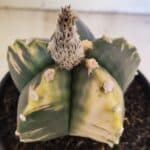 MATRIZ ASTROPHYTUM cv KIKKO "Variegata"  Nº 1101 – vaso 15