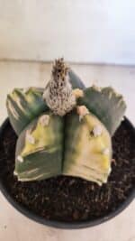 MATRIZ ASTROPHYTUM cv KIKKO "Variegata"  Nº 1101 – vaso 15