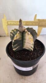 MATRIZ ASTROPHYTUM cv KIKKO "Variegata"  Nº 1101 – vaso 15 - Imagem 4