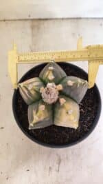 MATRIZ ASTROPHYTUM cv KIKKO "Variegata"  Nº 1101 – vaso 15 - Imagem 5