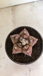 MATRIZ ASTROPHYTUM cv KIKKO Nº 1102 – vaso 15 - Imagem 3