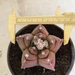 MATRIZ ASTROPHYTUM cv KIKKO Nº 1102 – vaso 15