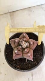 MATRIZ ASTROPHYTUM cv KIKKO Nº 1102 – vaso 15