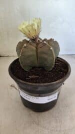 MATRIZ ASTROPHYTUM cv KIKKO Nº 1105 – vaso 15 - Imagem 2