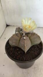 MATRIZ ASTROPHYTUM cv KIKKO Nº 1105 – vaso 15 - Imagem 7