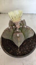 MATRIZ ASTROPHYTUM cv KIKKO Nº 1105 – vaso 15 - Imagem 6