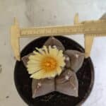 MATRIZ ASTROPHYTUM cv KIKKO Nº 1105 – vaso 15