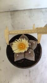 MATRIZ ASTROPHYTUM cv KIKKO Nº 1105 – vaso 15