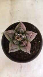 MATRIZ ASTROPHYTUM cv KIKKO Nº 1106 – vaso 15 - Imagem 3