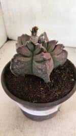 MATRIZ ASTROPHYTUM cv KIKKO Nº 1106 – vaso 15 - Imagem 9