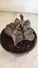 MATRIZ ASTROPHYTUM cv KIKKO Nº 1106 – vaso 15 - Imagem 7