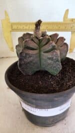 MATRIZ ASTROPHYTUM cv KIKKO Nº 1106 – vaso 15 - Imagem 4
