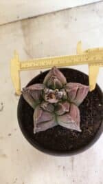 MATRIZ ASTROPHYTUM cv KIKKO Nº 1106 – vaso 15