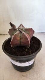 MATRIZ ASTROPHYTUM cv KIKKO Nº 1107 – vaso 15 - Imagem 2