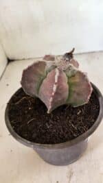 MATRIZ ASTROPHYTUM cv KIKKO Nº 1107 – vaso 15 - Imagem 7