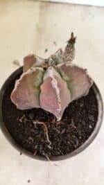 MATRIZ ASTROPHYTUM cv KIKKO Nº 1107 – vaso 15 - Imagem 6
