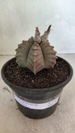 MATRIZ ASTROPHYTUM cv KIKKO Nº 1111 – vaso 15 - Imagem 2