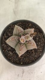 MATRIZ ASTROPHYTUM cv KIKKO Nº 1111 – vaso 15 - Imagem 3