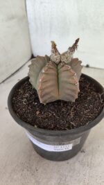 MATRIZ ASTROPHYTUM cv KIKKO Nº 1111 – vaso 15 - Imagem 6
