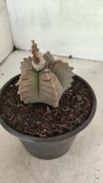 MATRIZ ASTROPHYTUM cv KIKKO Nº 1111 – vaso 15 - Imagem 7