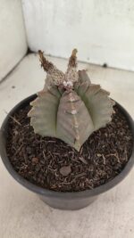 MATRIZ ASTROPHYTUM cv KIKKO Nº 1111 – vaso 15 - Imagem 8