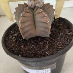 MATRIZ ASTROPHYTUM cv KIKKO Nº 1111 – vaso 15