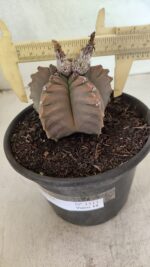 MATRIZ ASTROPHYTUM cv KIKKO Nº 1111 – vaso 15