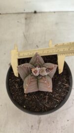 MATRIZ ASTROPHYTUM cv KIKKO Nº 1111 – vaso 15 - Imagem 5